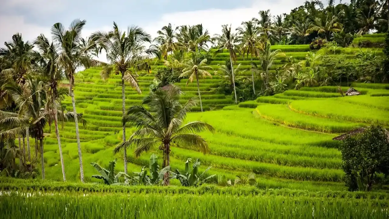 Tegallalang Rice Terrace Bali (source: needpix.com/DaFranzos)