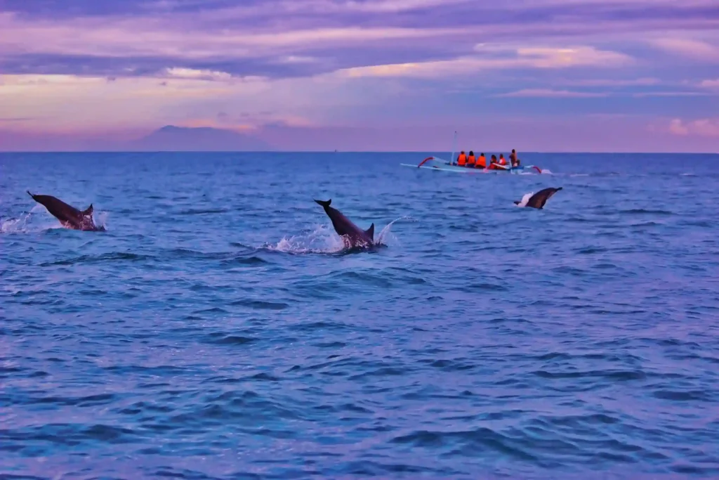 Dolphins and Sunrise in Lovina (Source: Wikimedia)