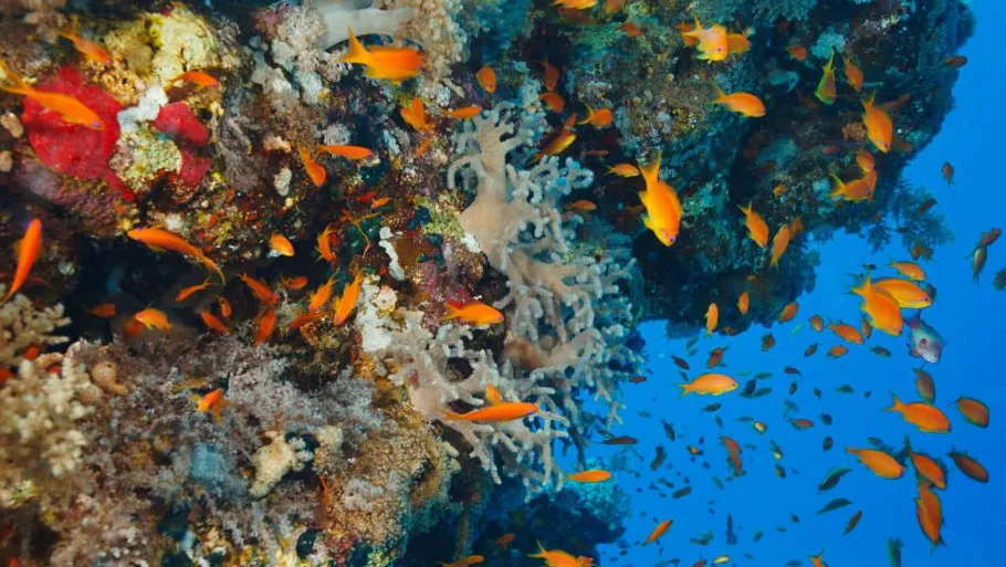 10 Must-Visit Snorkeling Spots in Bali!