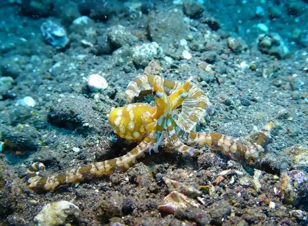 Tulamben Underwater (Source: GetArchive)