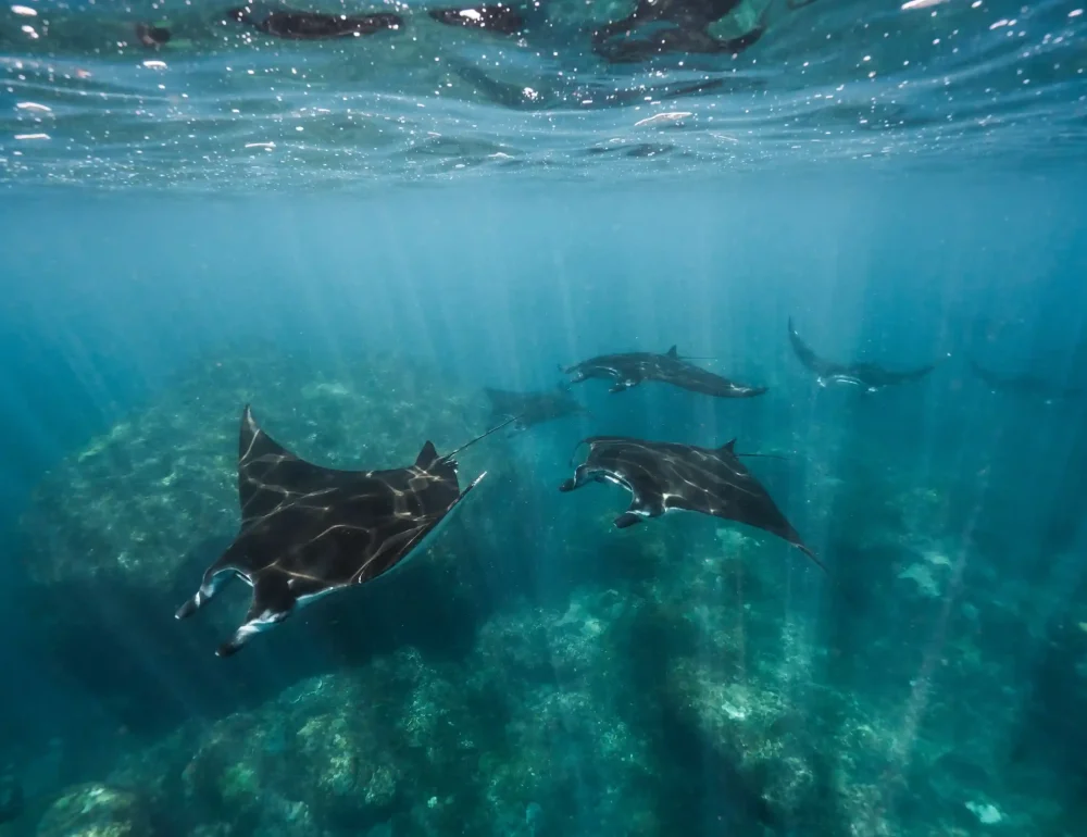 Manta Point on Nusa Penida | Nusa Penida Tour | Bali Premium Trip