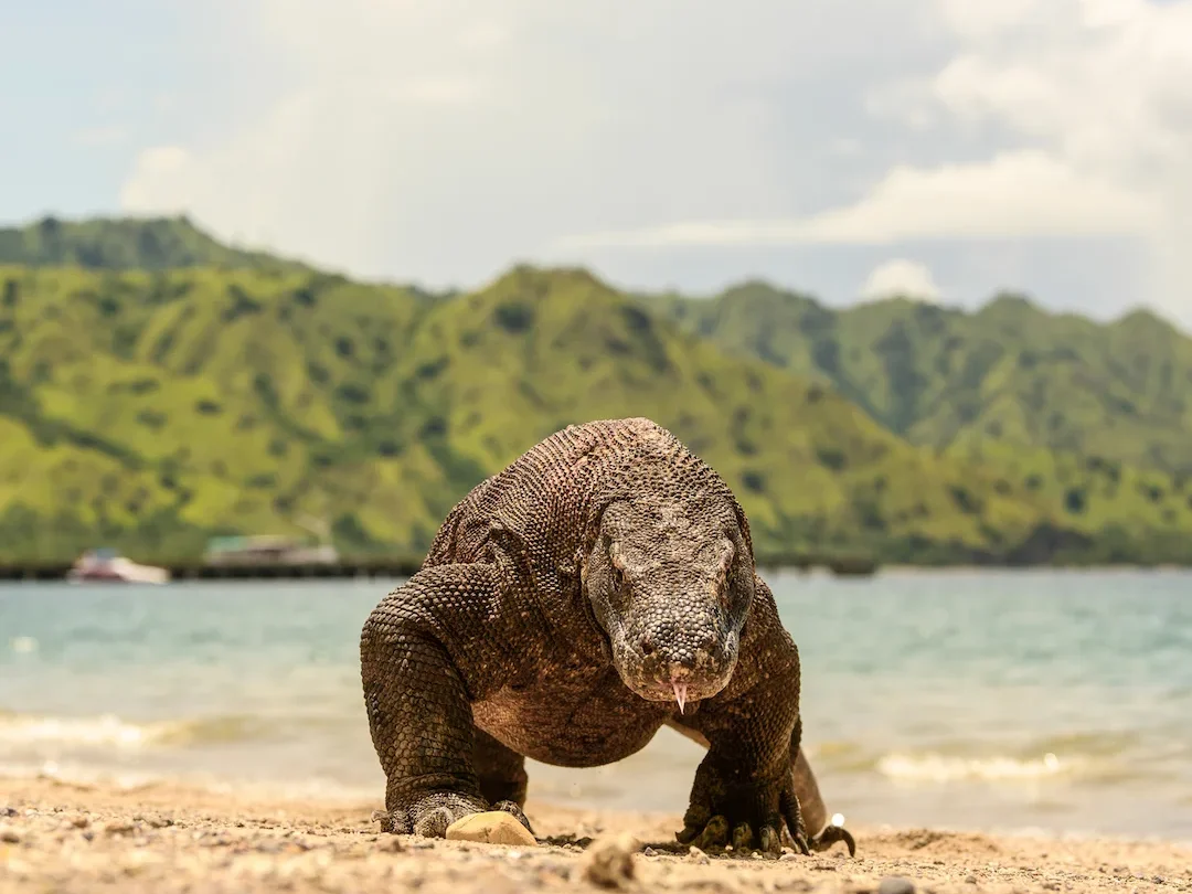 Komodo Dragon on Komodo Island by Bali Premium Trip