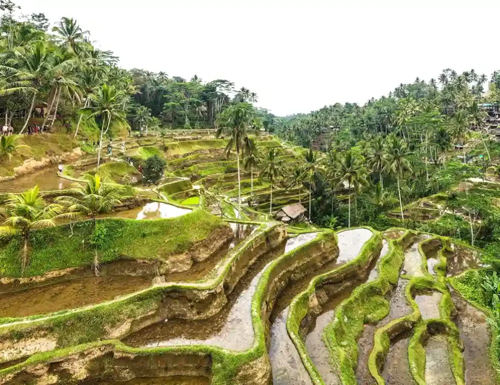 Tegalalang | Bali Premium Trip