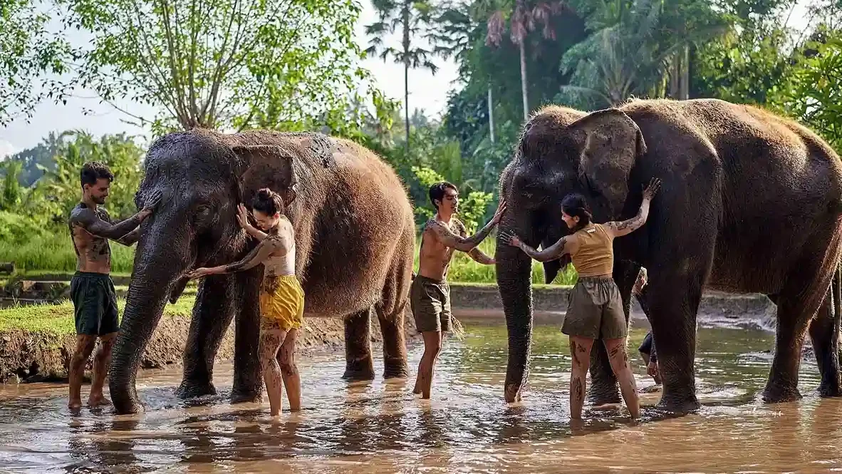 Elephant Mud Fun at Bali Zoo