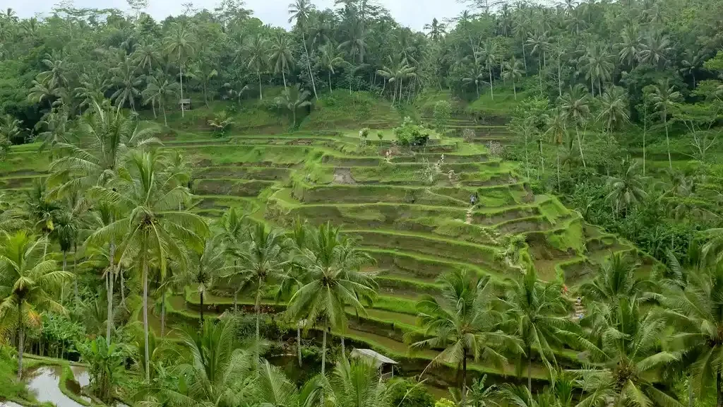 Tegalalang Rice Terrace (sumber: flickr.com)