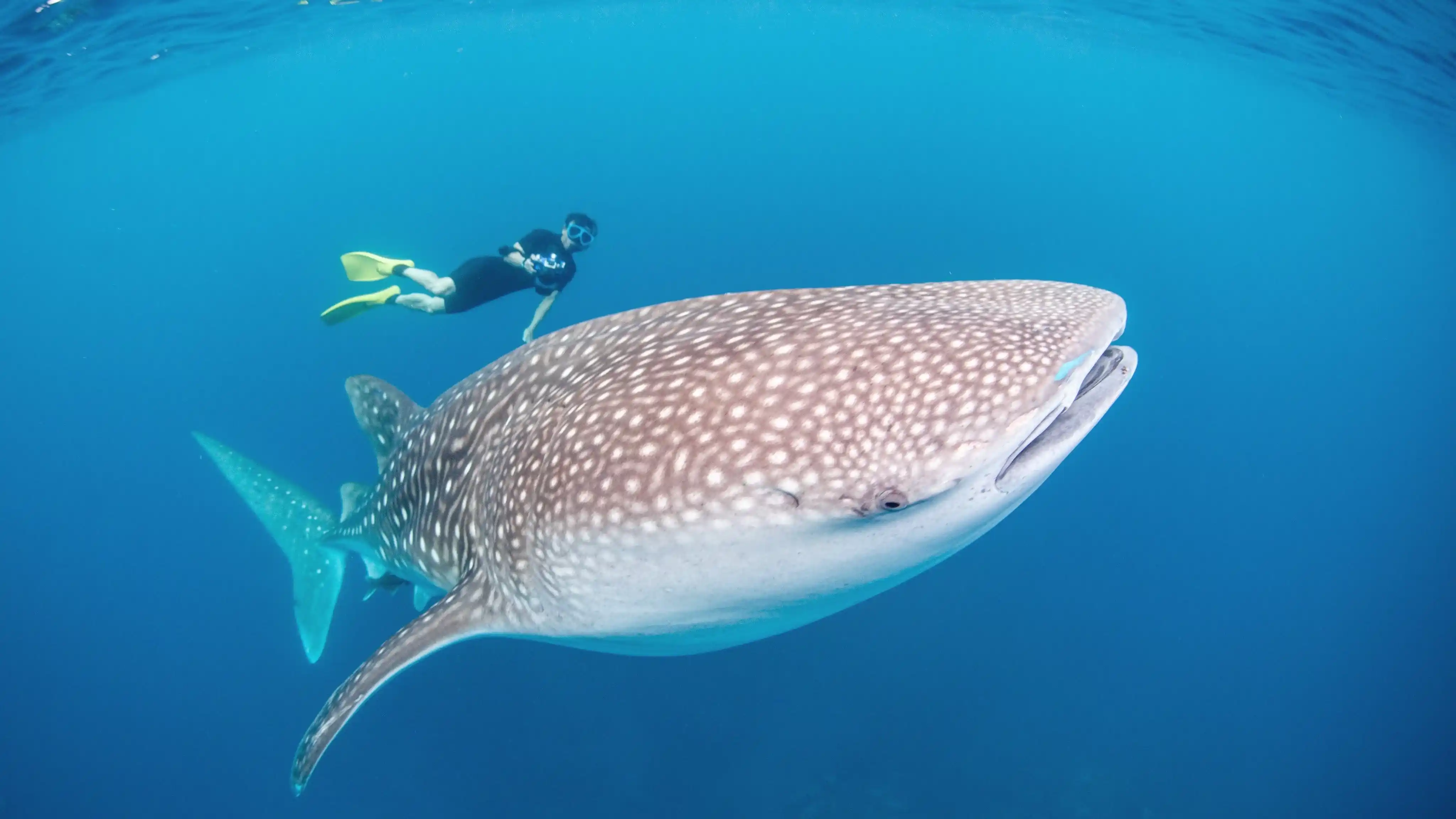 Whale Shark at Talisayan Derawan | IndonesiaJuara Trip Reviews | Bali Premium Trip