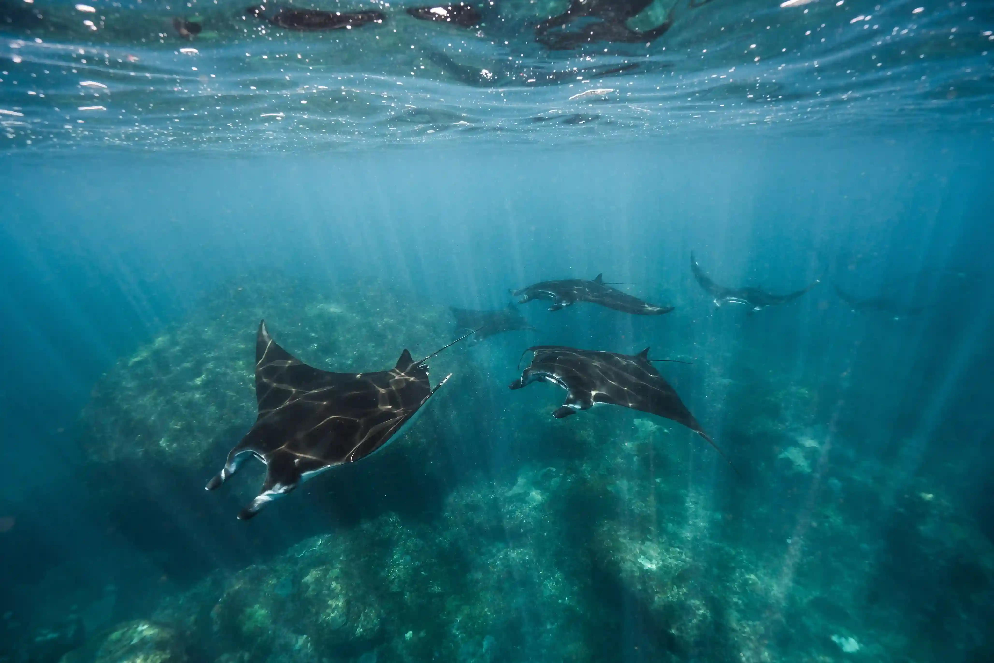 Manta Point Nusa Penida | Bali Premium Trip