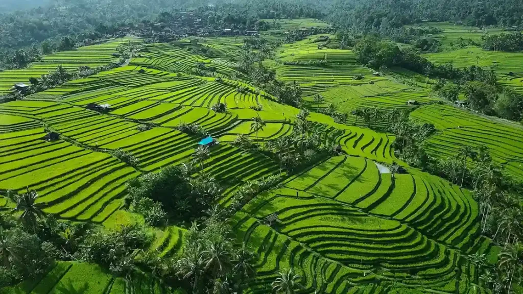 Desa Wisata Jatiluwih Bali | Best Tourism Villages 2024 versi UN Tourism | Photo by Eyestetix Studio on Unsplash