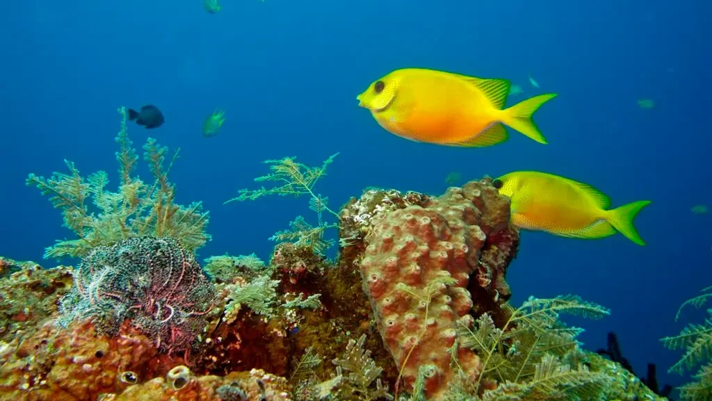 Wreck Reef Manta Madness Package