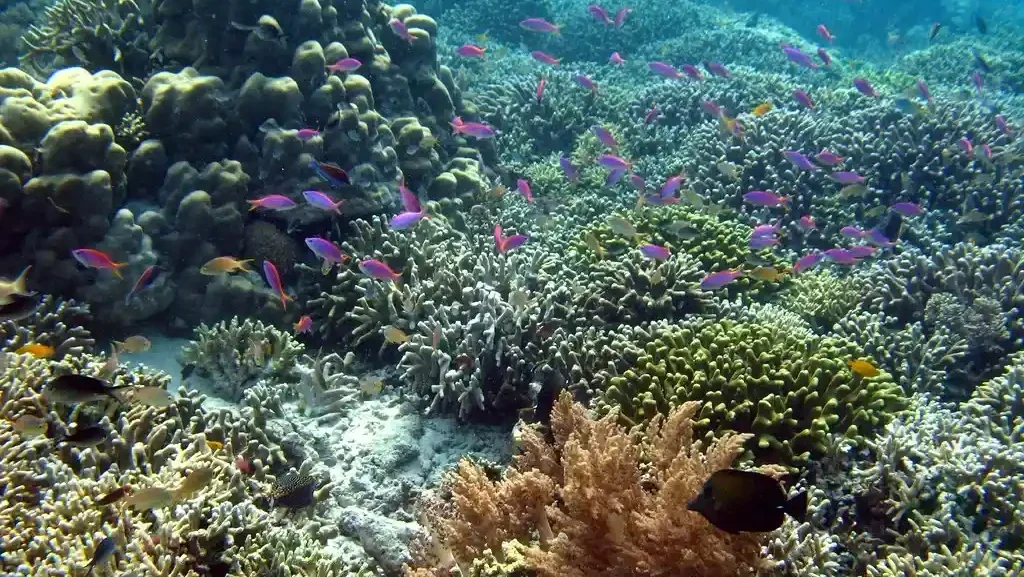 Diving di Pulau Menjangan, Bali (sumber: flickr)