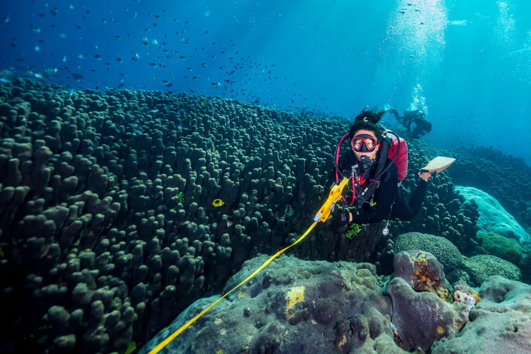 Karang Raksasa di Bali (sumber: oceangardener)