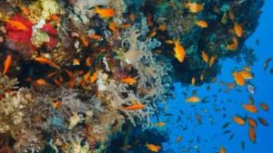 Snorkeling di Bali