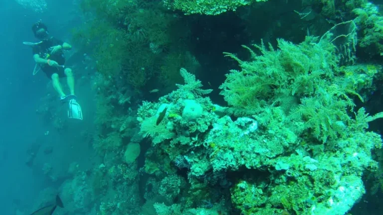 Keindahan Bawah Laut Tulamben (Source Flickr)