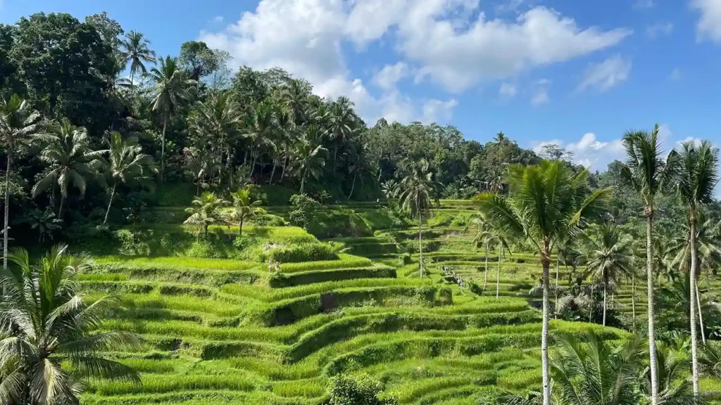 Tegalalang Rice Terrace | Ubud Tour | Heli Tour by Bali Premium Trip