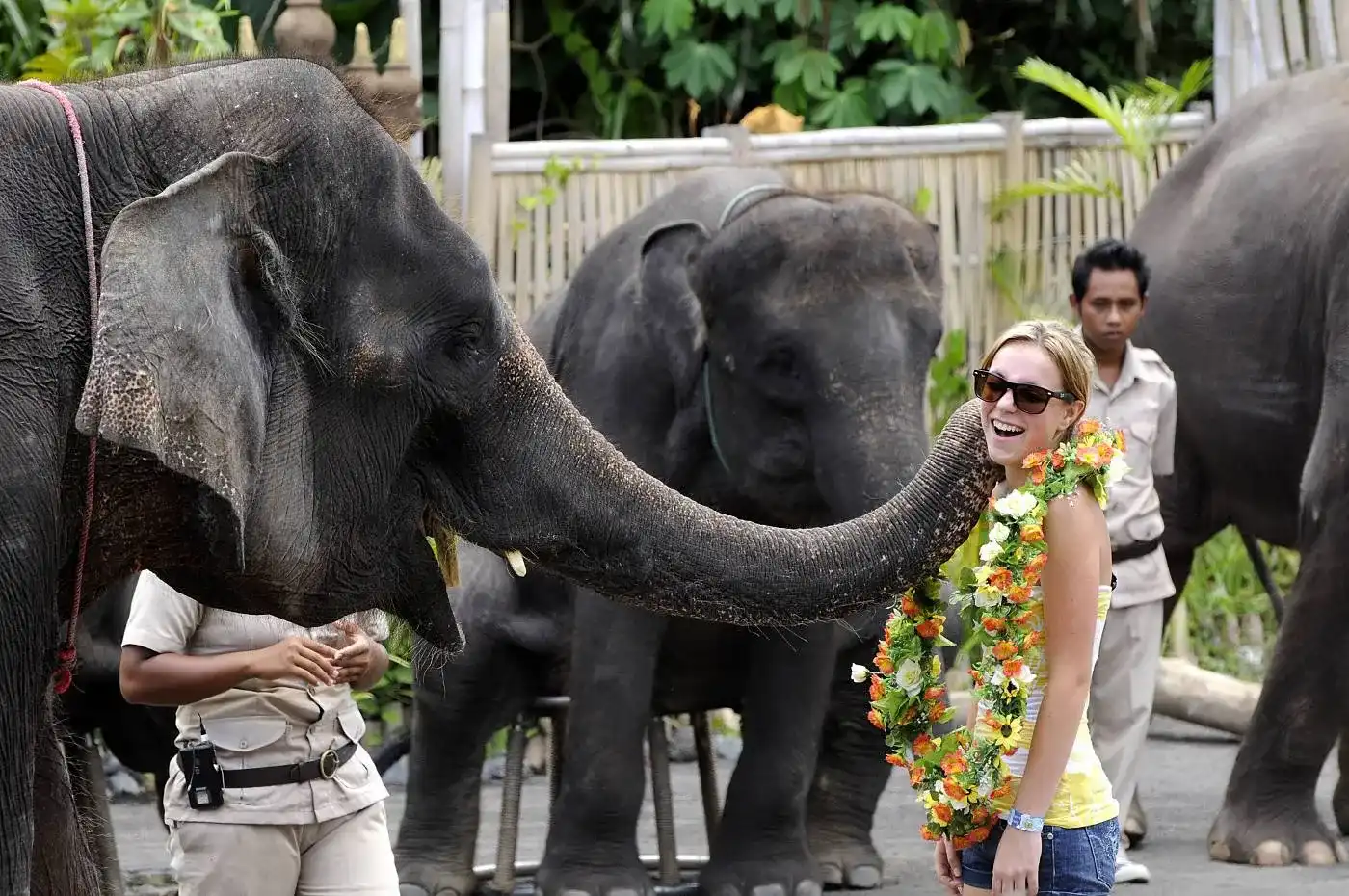 Bali Safari Park Tanah Lot Tour