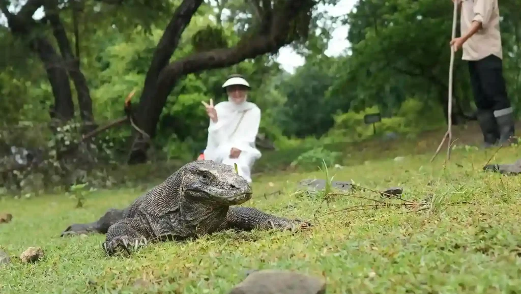 Melihat Komodo bersama Bali Premium Trip