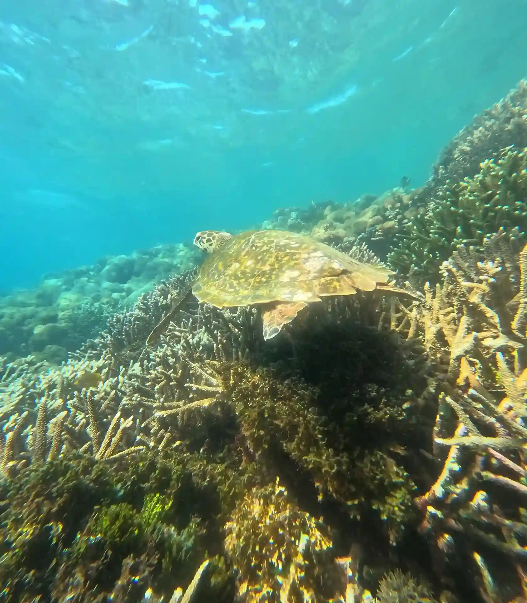 Wreck Critters Reef Diving Package