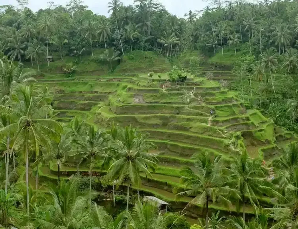 Tegalalang Rice Terrace | Bali Instagram Tour | Bali Premium Trip